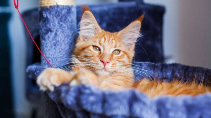 19 Reasons Not To Get a Maine Coon