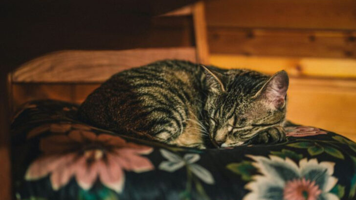 19 Things Your Cat Secretly Loves That You Don’t Do Enough