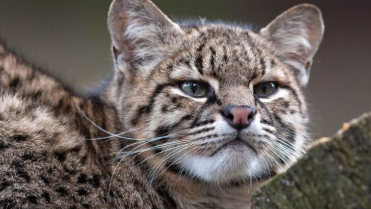 19 Wild Cats You Might Encounter in Arizona’s Deserts
