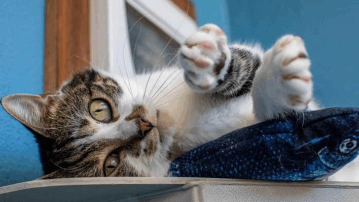 20 Small Acts Your Cat Will Appreciate More Than You Think