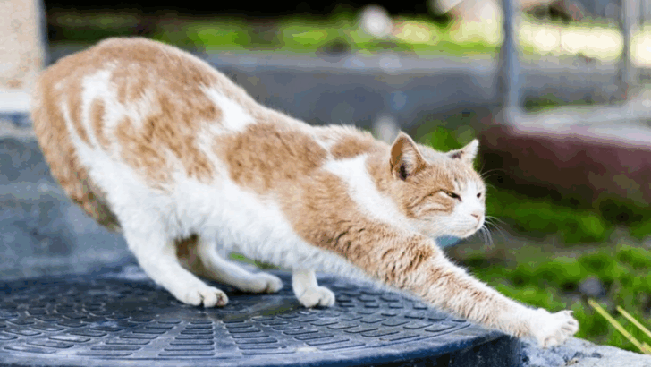 20 Ways Cats Show You They’re Completely Relaxed