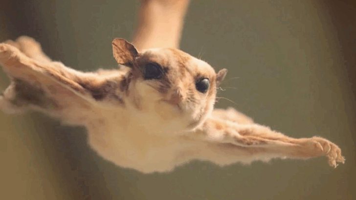 20 Wild Animals You Did Not Know Lived in the U.S.