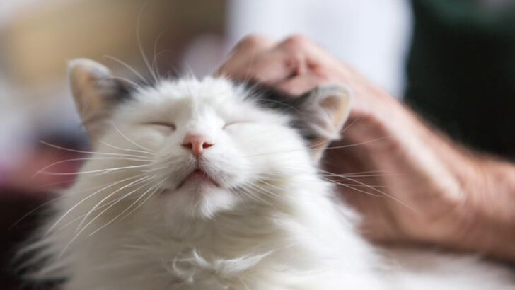 20 Amazing Things That Happen When Cats Feel Emotionally Safe Long-Term