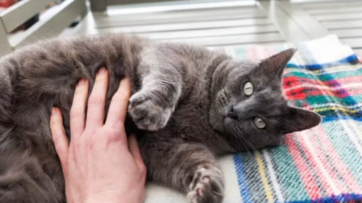 20 Behaviors That Show Your Cat Has Chosen You as Its Family and 5 You Need To Be Concerned About