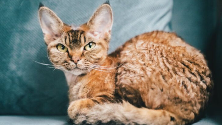 20 Best Hypoallergenic Cat Breeds for Families With Allergies
