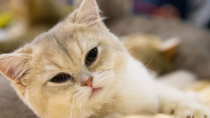 20 Cat Breeds Everyone Wants