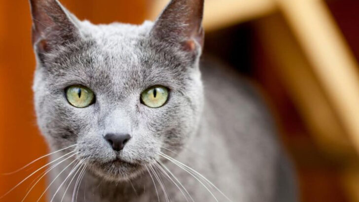 20 Cat Breeds That Make Solo Living Sweeter, According to Vets