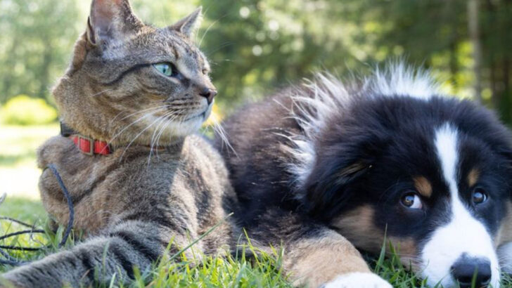20 Cats That Make Fantastic Friends For Your Dog