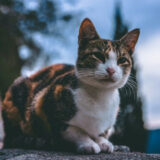 20 Common Myths About Cats