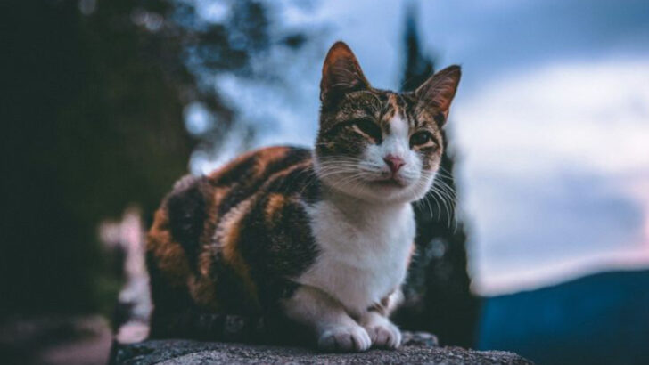 20 Common Myths About Cats