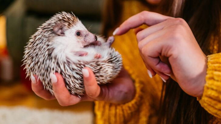 20 Pets That Demand More Time and Attention Than You Expect