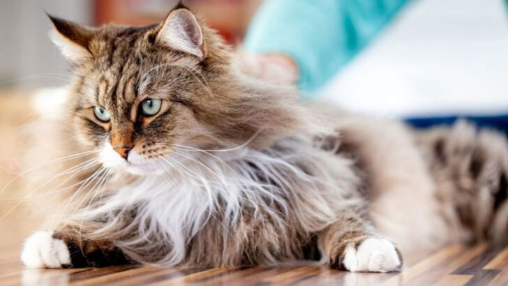 20 Powerful Cat Breeds Ideal For Experienced Cat Owners