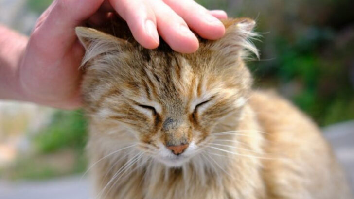 20 Signs That Your Cat Could Use A Little More Attention