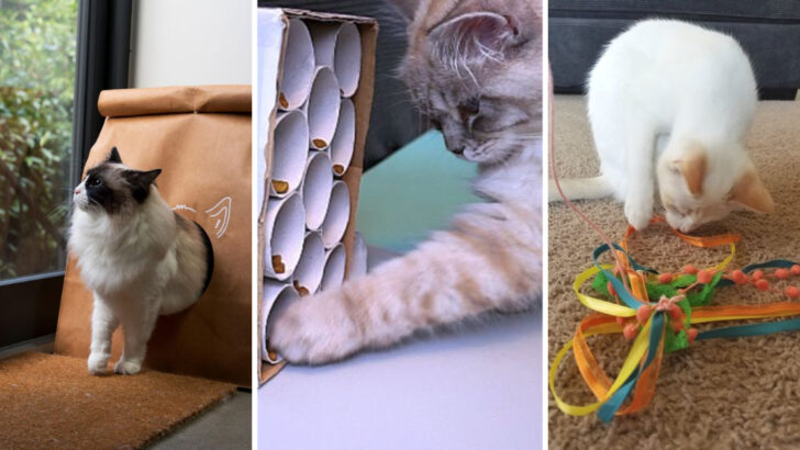 20 Simple DIY Cat Toys That Will Keep Your Feline Entertained for Hours