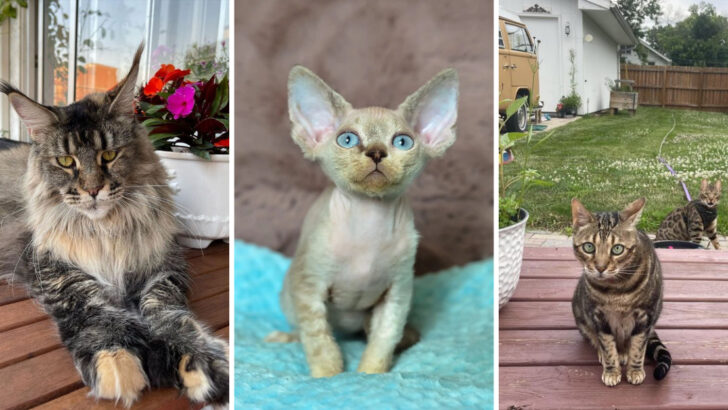 21 Kid-friendly Cat Breeds You Should Get as a Pet