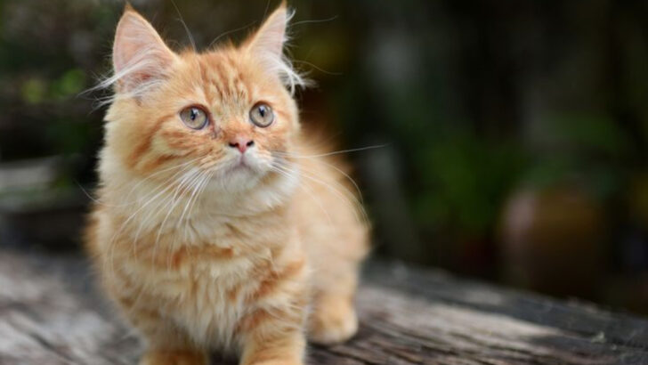22 Cats That Are So Unique, They Can’t Help But Own the Spotlight