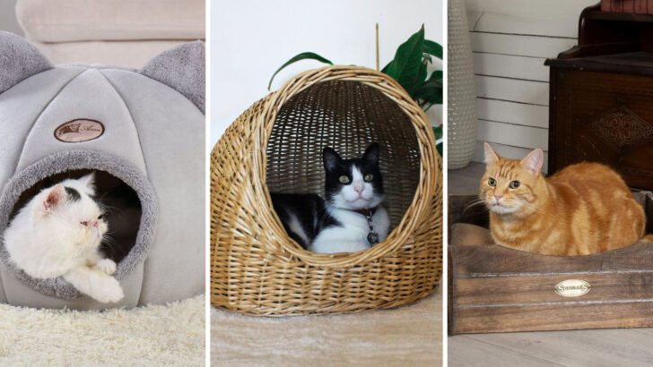 22 Ideas For Crafting A Cozy, Comfortable Sleeping Area For Your Cat