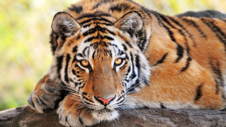 22 Reasons Tigers Are Nature’s Most Fearsome Big Cats