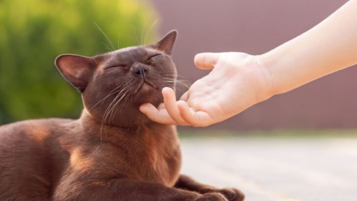 23 Cat Breeds That Bond More Deeply Than Most Dogs Ever Will