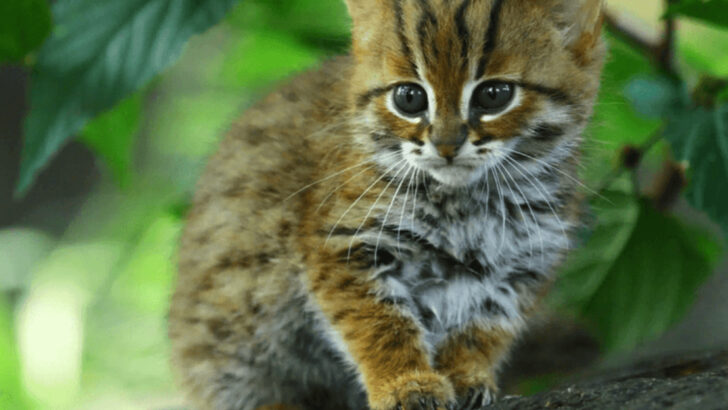 23 Endangered Big Cats in the World That Need a Second Chance