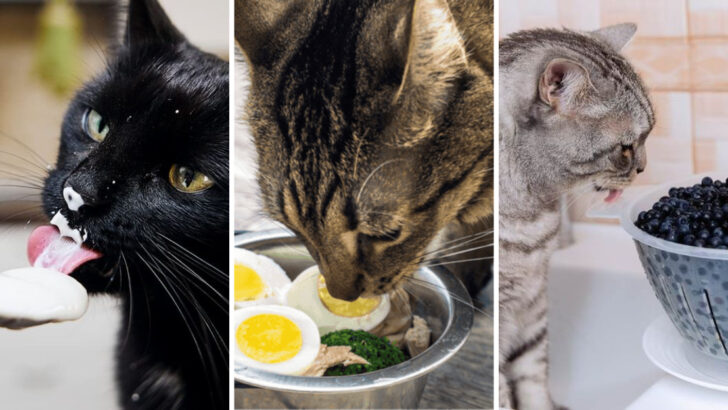23 Healthy Foods To Improve Your Cat’s Diet