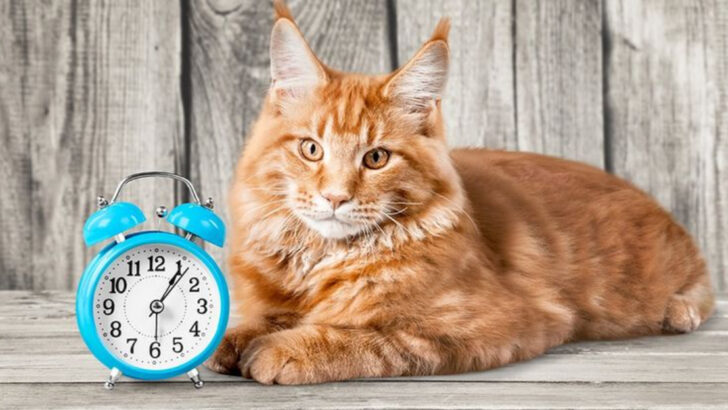 24 Facts About How Cats’ Brains Work