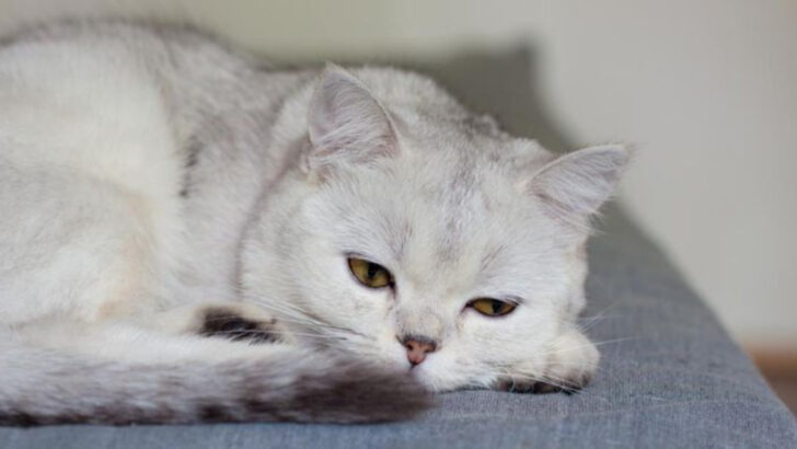 24 Warning Signs Your Cat Is in Pain and Needs Help