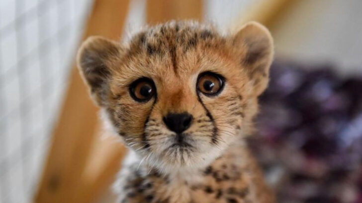25 Cat Breeds That Cannot Be Kept as Pets