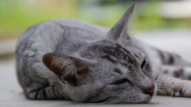 25 Emotional Signs Cats Give Before Saying Their Final Goodbye And Crossing The Rainbow Bridge