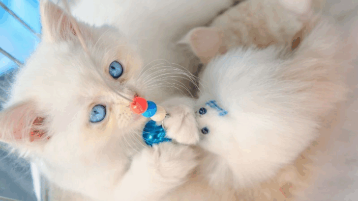 26 Cutest Cat Breeds You’ll Want to Adopt