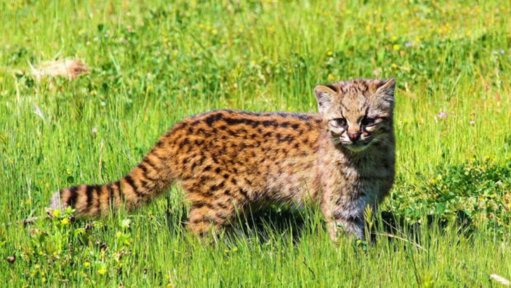 26 Lesser-known Wild Cats That You Might Mistake for Domestic Cats