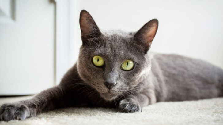 26 of the Coolest Cats in the World and What Makes Them So Special