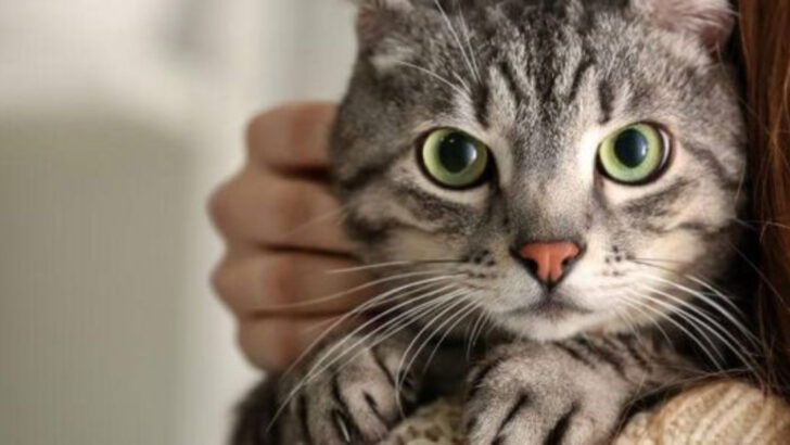 26 Reasons Why Cats Are the Perfect Pets