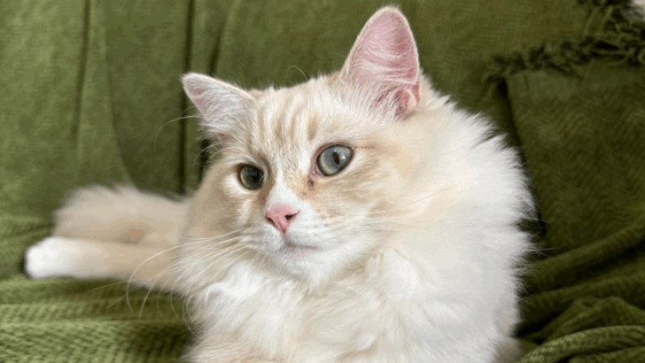 27 Beautiful And Rare Cat Colors And Patterns