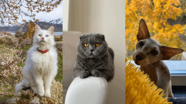 27 Cat Breeds That Are Too Demanding