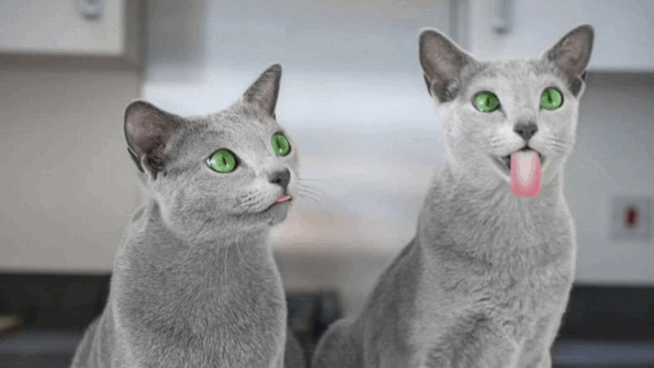 27 Low-Price Cat Breeds That Make Loving Companions