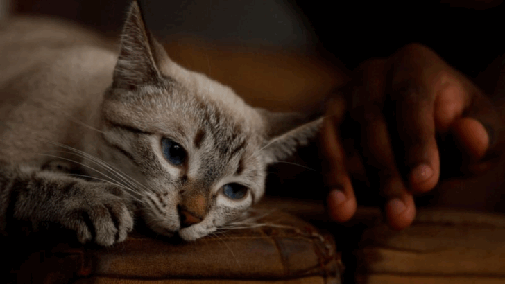 27 Subtle Acts of Kindness Your Cat Shows Without You Even Realizing