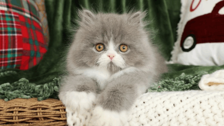 28 Cat Breeds in Gray and White That We’re Completely Obsessed With