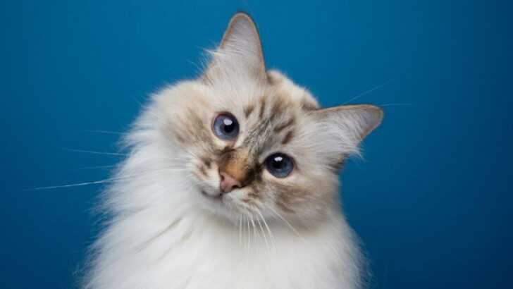 29 Cat Breeds That Will Make You Question Whether You Have a Cat or a Dog