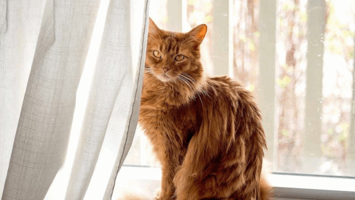 30 Most Beautiful Cat Breeds in the World
