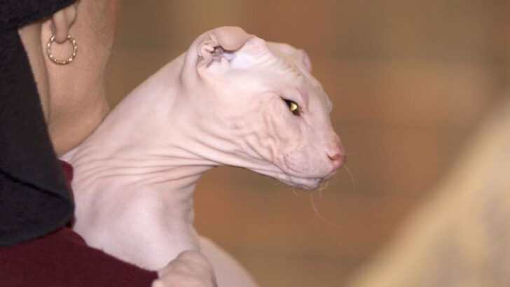 30 Remarkable Cat Breeds That Look Nothing Like Your Average Housecat
