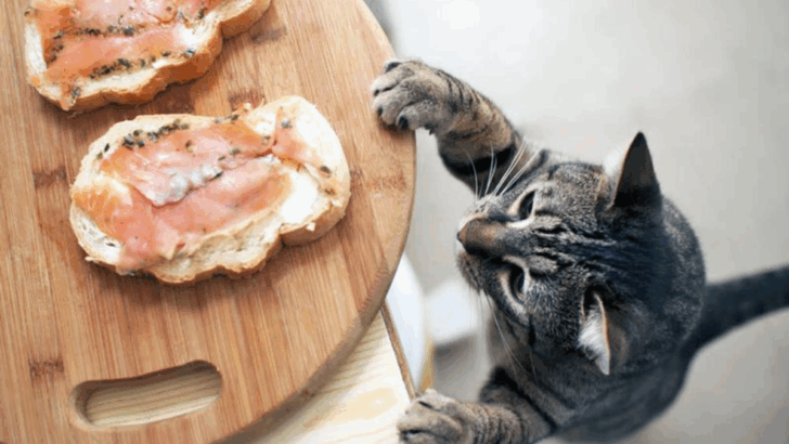 5 Meats Your Cat Can Safely Devour & 5 to Keep Off the Menu