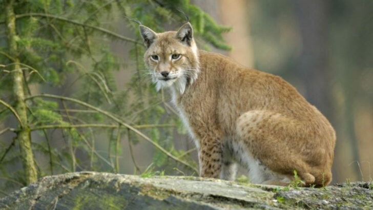 5 Wild Cats That Lurk in the Swamps & 5 That Master Life by the River