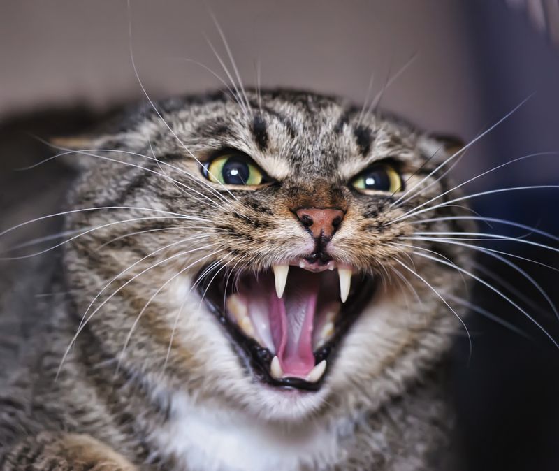 5. Hissing