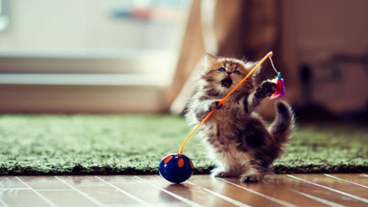 6 Honest Reasons Not to Get a Cat & And 6 Reasons You Absolutely Should