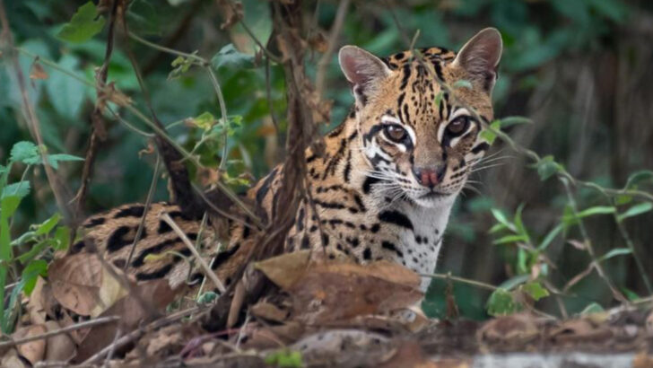 6 Wild Cats That Rule the Forest & 6 That Dominate the Jungle With Stealth