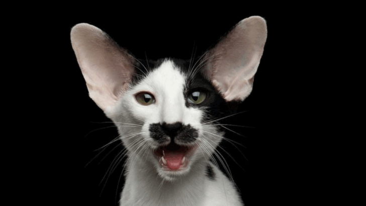 7 Cat Breeds Nobody Ever Chooses & 7 That Get Adopted Fast
