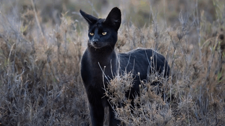 7 Rare Melanistic Big Cats And Their Evolutionary Advantage