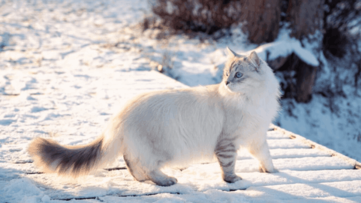 7 Unique Tailless Cat Breeds (And 7 With The Most Fluffy Tails)