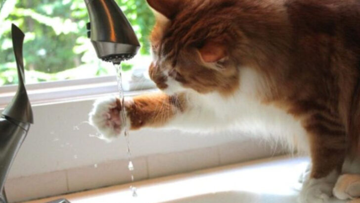 7 Cat Symptoms That Aren’t Stomach-Related and 15 That Definitely Are